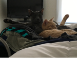 Kitty friends forever