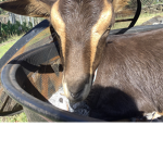 Lucky goat
