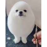glaxy