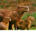 The capy fam