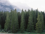Abiding Evergreen