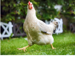 THE CHICKEN SQUAD/ARMY