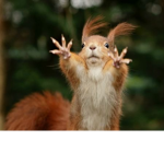 Squirrel Mon group