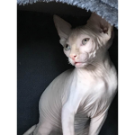 Phoebe Sphynx