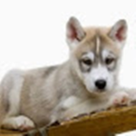 Puppy Paw's group for fans