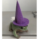 Thick frog mans cult