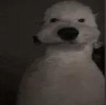 PPUZ