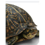 YY’s Turtle Army Group