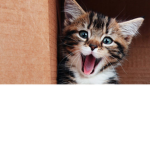 Cat kitten squad