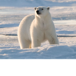 Polar Bears Group!