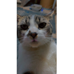 Catsie