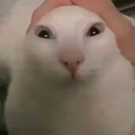 Kitty_land