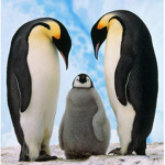 PenguArmy