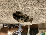 Sleepy cat games