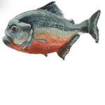 Weird Eyed Fish