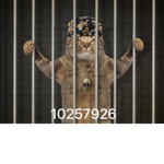 (*cat gang*)