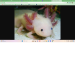 Axolotl Group (AG)