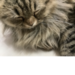 Chiky:)