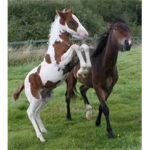 Horse Riding