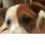 Furry loves