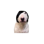 DAISIE_S