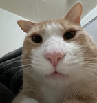 LEROY THE CAT