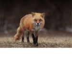 Feisty Fox Squad