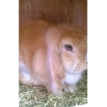 •~•bunnys...fan•~•