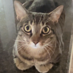 meeoowwwww