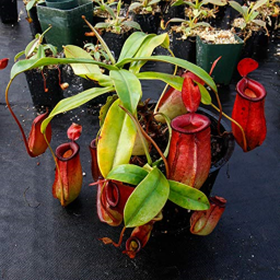 Nuclear Crisis's Deadly Pitcher Plant