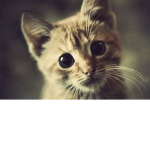 Meow Group :3 :3 :3