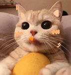 justnorgr
