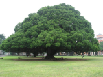 TREE DEVLOPMENT