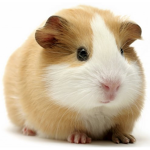 TheGuineaPigLegends