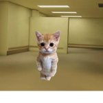 el gato OwO