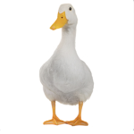 Duck adventure fan group