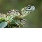 The COol Vipers Snake