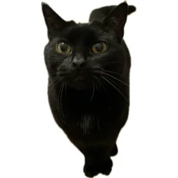 Cat Hair Everywhere! icon