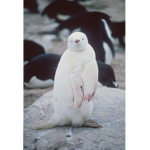 Penguin clan club