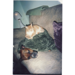 the dog and cat group