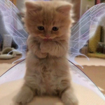 Angels!!<3
