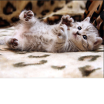 Kittens&puppies