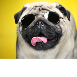 Cool_Pugs hangout