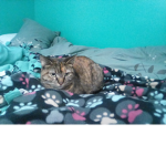 My kitty's group