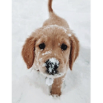 Sɪᴍᴘʟʏʏ’s