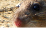 Ratculty