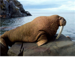 WALRUS FAN CLUB