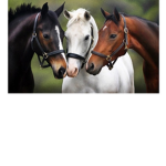 Horse group :) :)