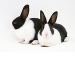 The Unified Bunnies