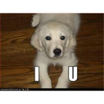 Sad for dieng Dogs in the World